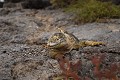 Iguane terrestre sur l'île de south plaza - Galapagos Ref:36878